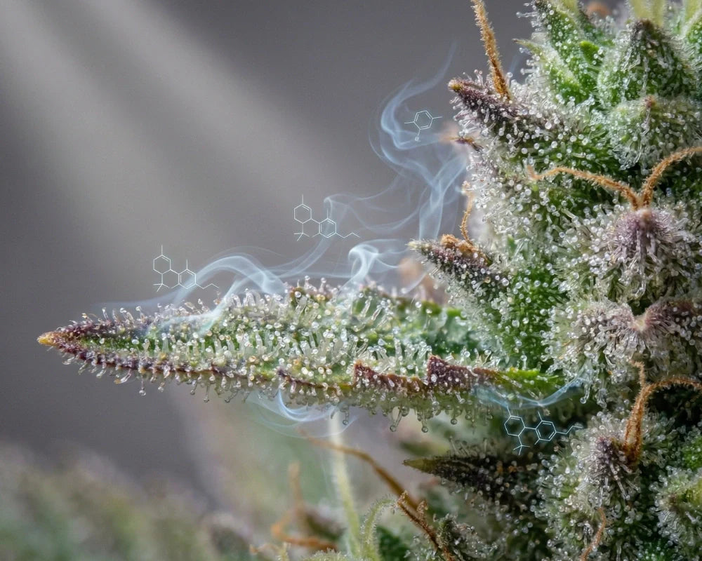 What Are Terpenes and Why Do They Matter?
